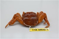 藏品(白紋方蟹)的圖片